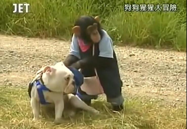 《猩猩狗狗大冒险》结局中的动物表现，让我们领略到自然之美
